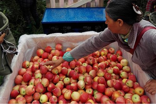縣域新供給 農業頭部央企凱盛浩豐上淘特賣新品草莓番茄