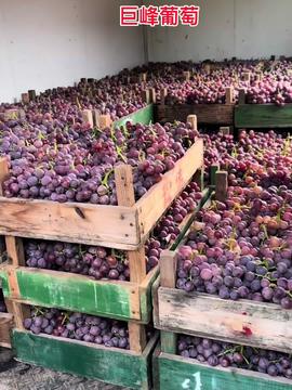 新鮮采摘 自家果園優質農產品，口感極佳，歡迎嘗鮮