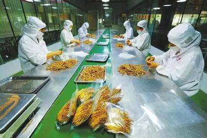 黃花之鄉 凌晨采“花”——渠縣特色農產品發展紀實