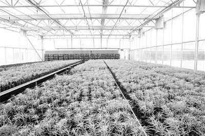 百合香軟梨甜，蘭州農產品彰顯綠色科技范